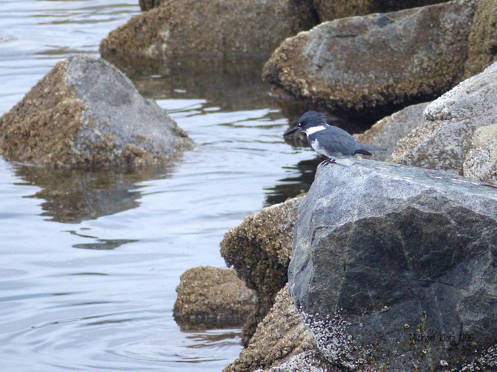 Belted Kingfisher - White Rock, BC by Michael W Klotz - The Bird Blogger.com is licensed under CC BY-NC 2.0